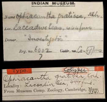 Media type: image;   Invertebrate Zoology OPH-3541 Aspect: labels